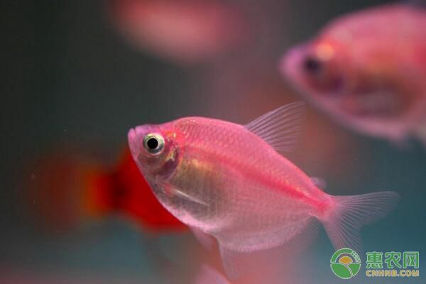 魚苗養殖水體pH值調控方法（魚苗養殖水體酸堿度監測技巧）