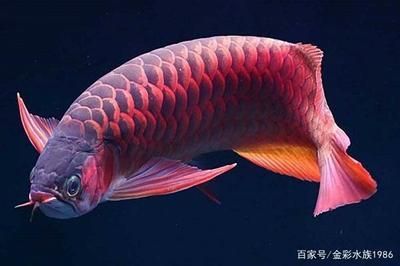 龍魚吃什么容易長大呢圖片：關于龍魚的飲食問題