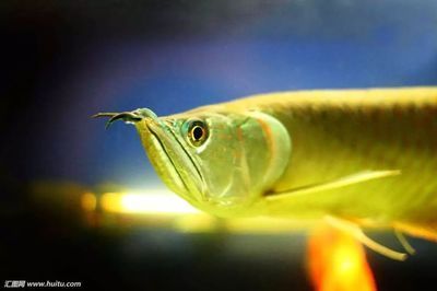 怎么形容金龍魚游動(dòng)的美：金龍魚游動(dòng)之美