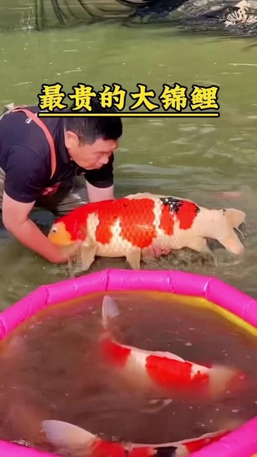 錦鯉比龍魚還貴嗎