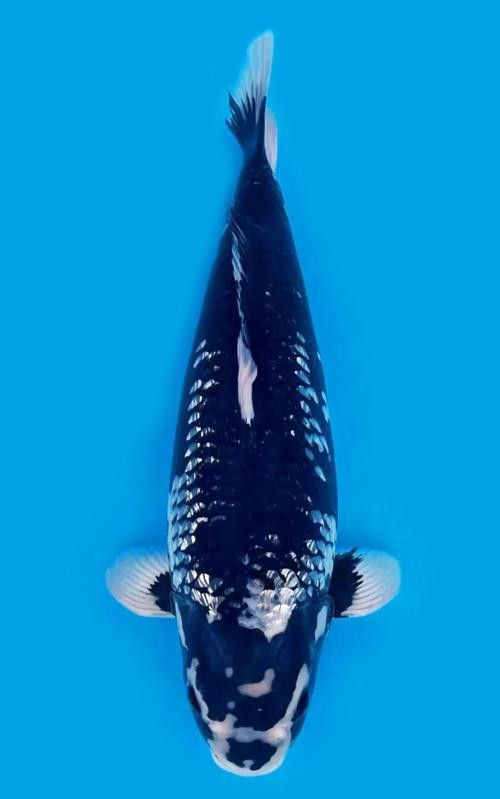 錦鯉比龍魚還貴嗎