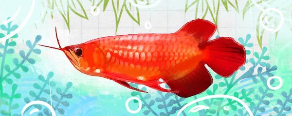 紅龍魚作文：紅龍魚是一種古老而神秘的大型淡水魚 紅龍魚作文：紅龍魚是一種古老而神秘的大型淡水魚 龍魚百科 第1張