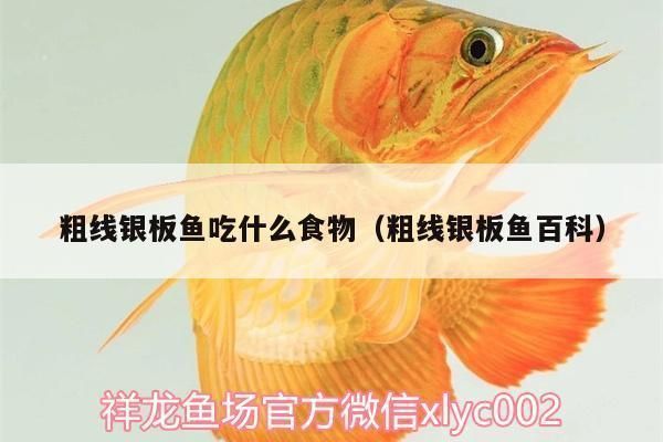 銀版魚飼料營養搭配方案：銀板魚蛋白質補充營養均衡搭配的注意要點,銀板魚飼料保存技巧