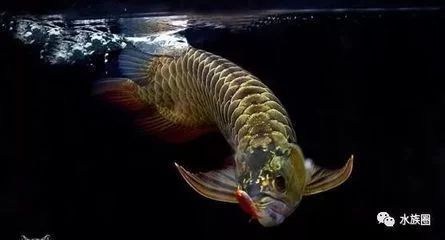 龍魚是什么時候出現的：龍魚的出現時間可以追溯到遠古時期