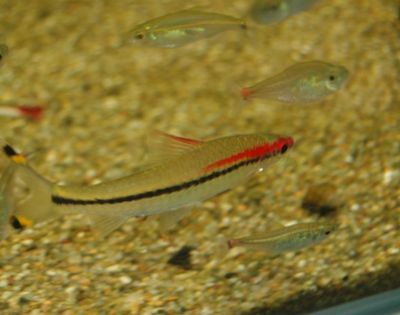 金龍魚可以和神仙魚一起養嗎：金龍魚可以和神仙魚一起養嗎？