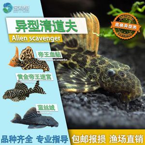 養哪種龍魚好養殖：養哪種龍魚好養？新手入門指南