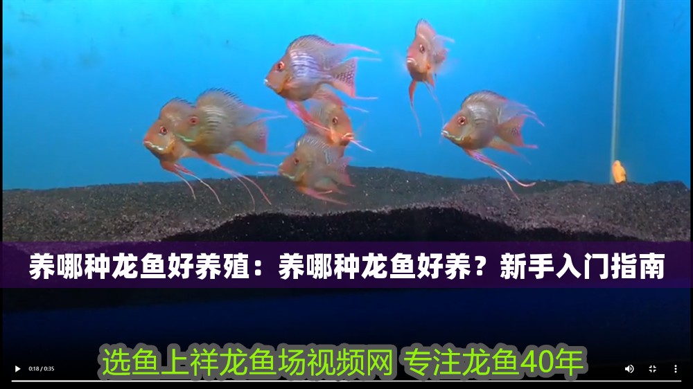 養哪種龍魚好養殖：養哪種龍魚好養？新手入門指南