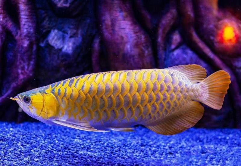 金龍魚(yú)換水后多久適應(yīng)