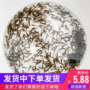 喂龍魚的小魚怎么養活：喂小魚的小魚怎么養活