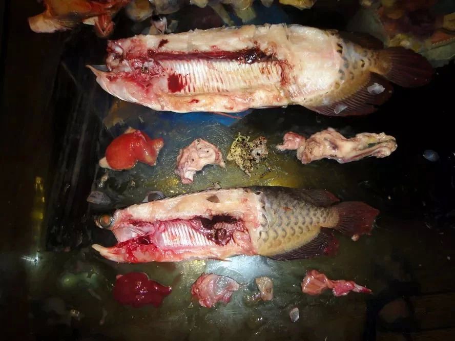 龍魚的身體結構圖怎么畫：繪制龍魚身體結構圖的方法