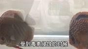 如何預(yù)防龍魚中毒？
