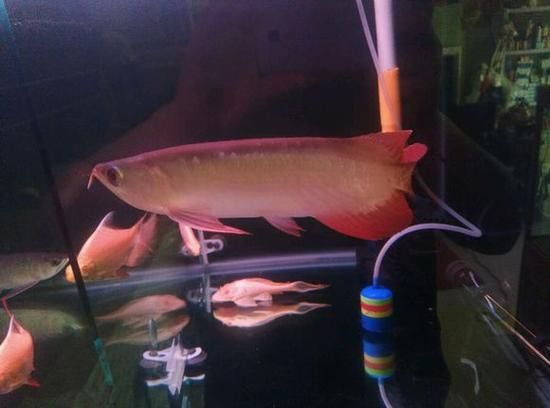 印尼龍魚漁場哪個最好？