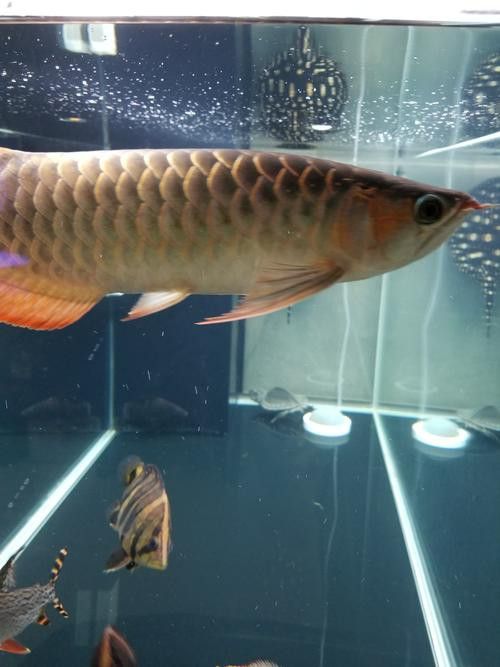 印尼龍魚漁場哪個最好？
