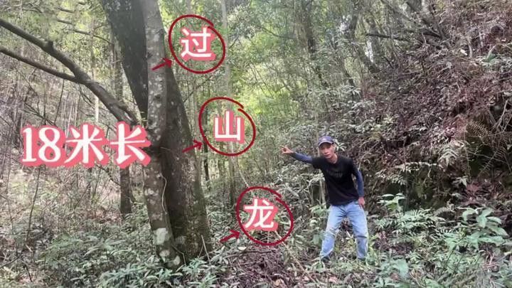 海南野生過山龍魚多嗎視頻講解