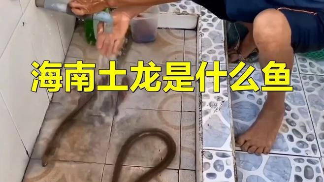 海南野生過山龍魚多嗎視頻講解