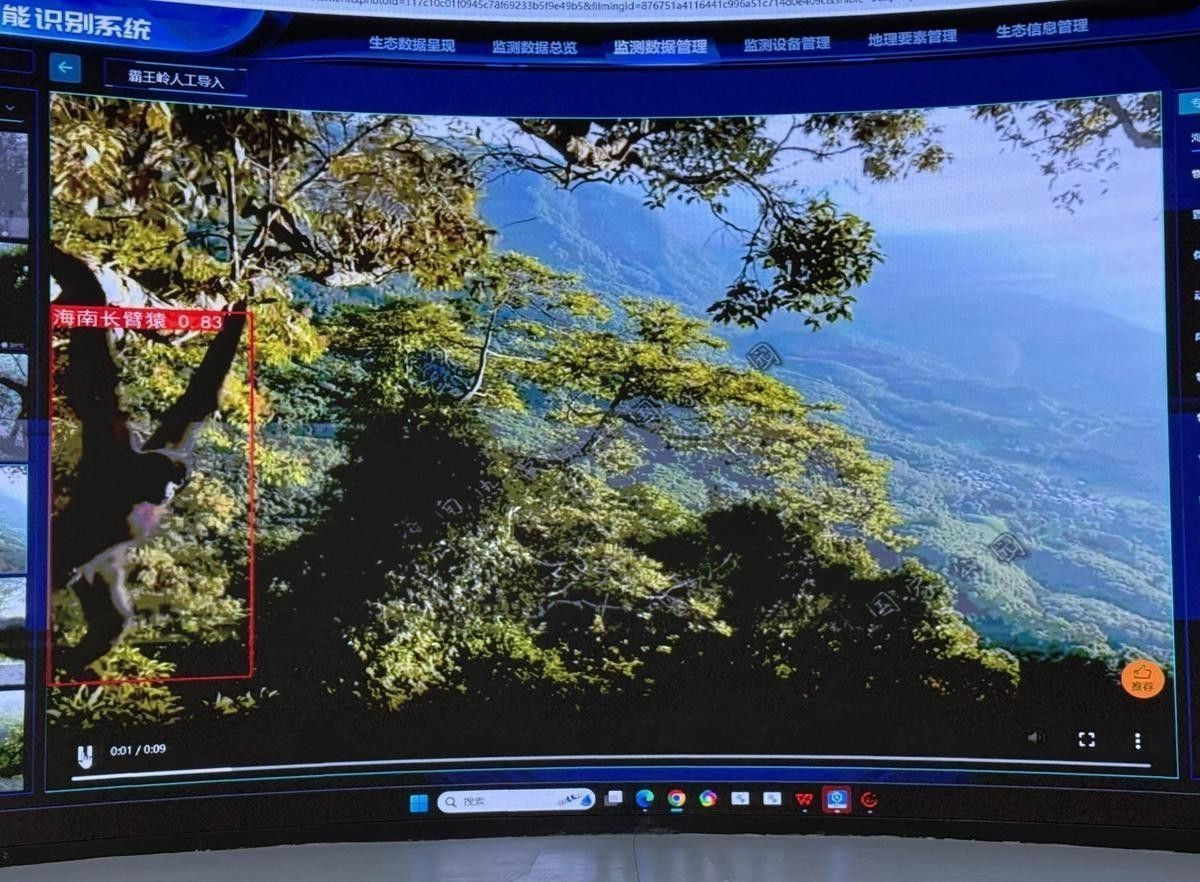 海南野生過山龍魚多嗎視頻講解