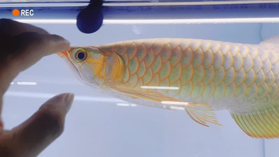 紅龍魚虎斑紋是什么魚圖片