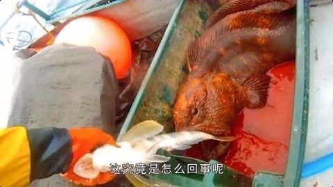 龍魚不游動是不是有病：探討龍魚不游動是否意味著有病的問題