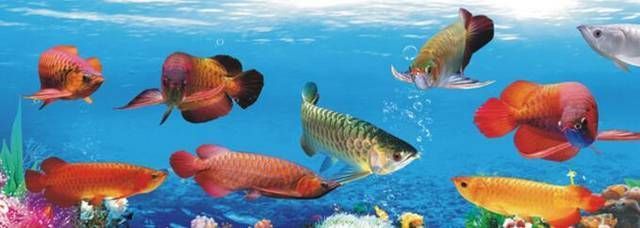 新加坡祥龍魚場（“新加坡祥龍魚場”的具體實體搜索結果中提到了多個與“祥龍魚場”相關的機構）