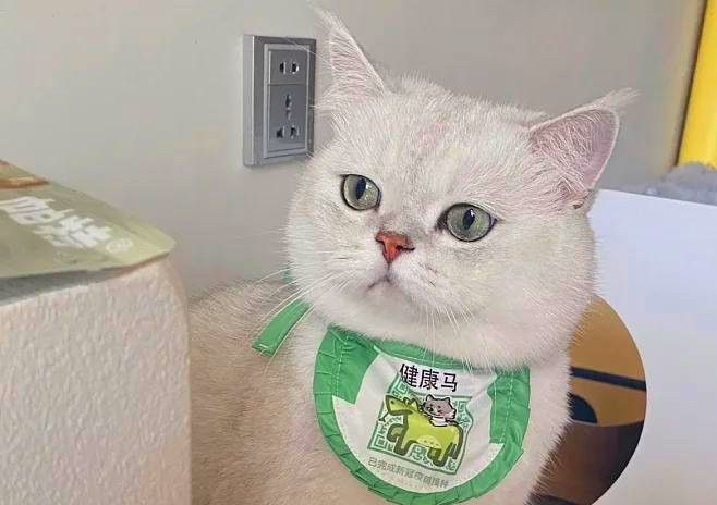 貓可以吃龍魚嗎