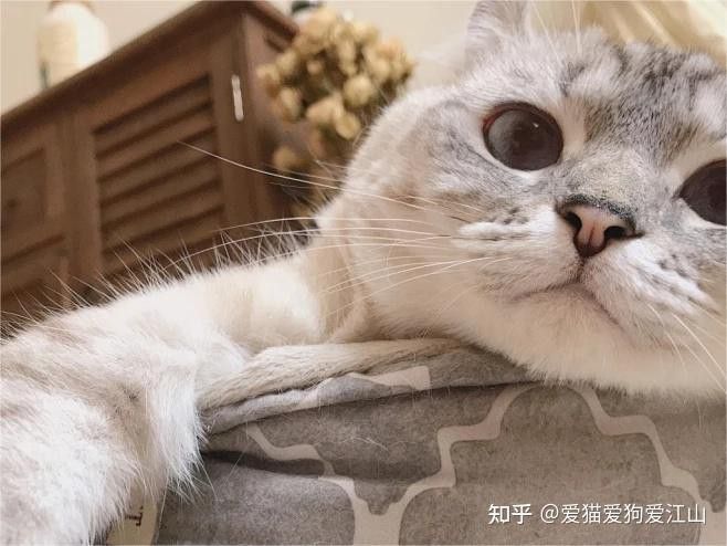 貓可以吃龍魚嗎