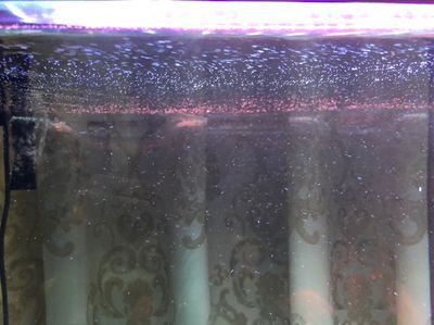 龍魚出水口對著吹會累死嗎：如果將龍魚的出水口對著空氣吹，龍魚會不會因此累死