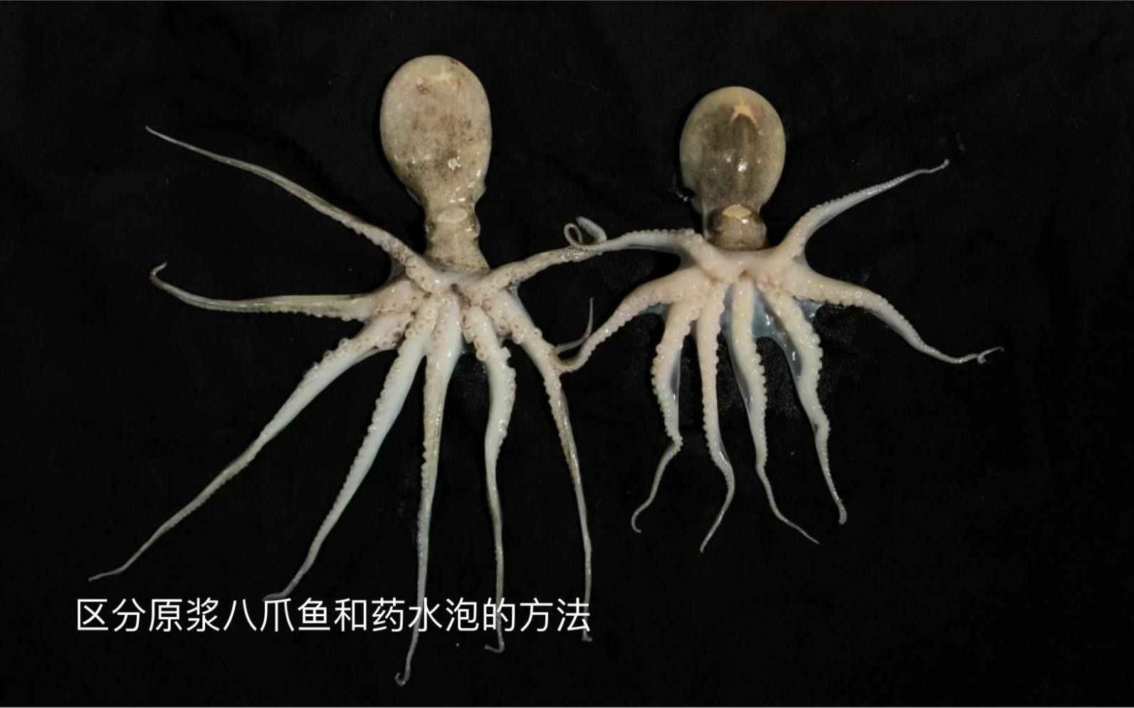 如何判斷龍魚是否被泡過藥？