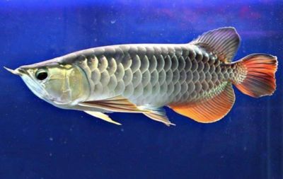 金龍魚的產品質量好嗎金龍魚的東西好嗎：金龍魚的東西好嗎金龍魚的產品質量好嗎