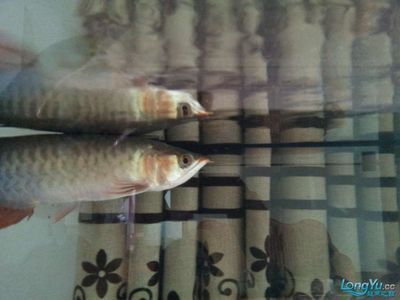 龍魚的胡須斷了還能長出來嗎視頻講解：龍魚的胡須斷了怎么辦