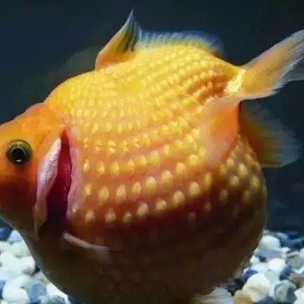 魚鰓外面的蓋沒了怎么回事