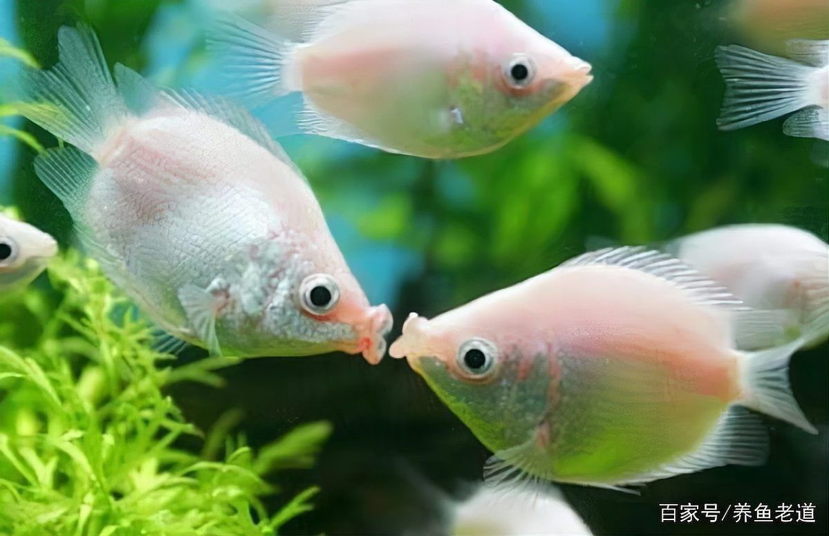 魚鰓外面的蓋沒了怎么回事