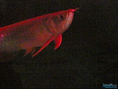 頂級龍魚批發市場地址搜索結果中提供了多個商家和市場：尋找頂級龍魚批發市場地址