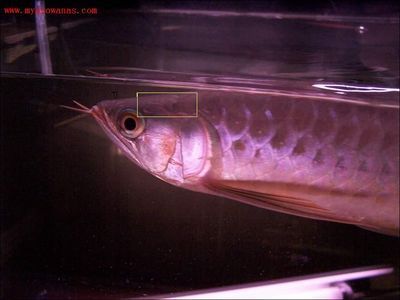 銀龍魚死了會掉鱗嗎（“銀龍魚死了會掉鱗嗎”的直接答案可以嘗試從以下幾個渠道獲取信息）
