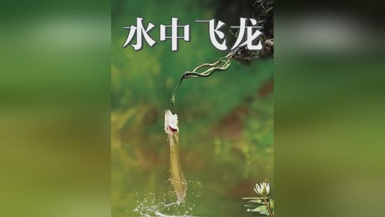 銀龍魚高背與過背圖解視頻大全