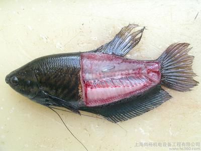 紅龍魚手機壁紙（關于“紅龍魚手機壁紙”的問題）