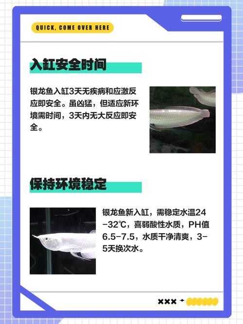 銀龍魚(yú)吃法