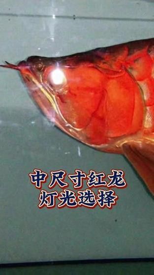 紅龍魚用黃燈好嗎圖片大全 紅龍魚用黃燈好嗎圖片大全 龍魚百科 第11張