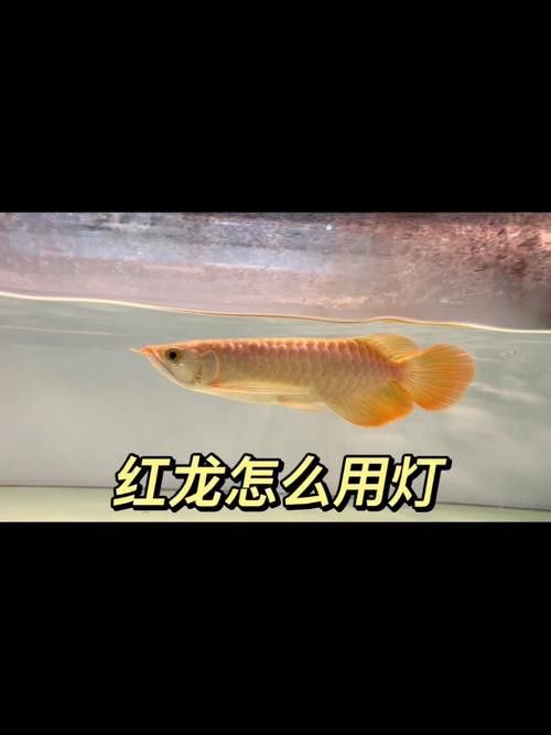 紅龍魚用黃燈好嗎圖片大全 紅龍魚用黃燈好嗎圖片大全 龍魚百科 第12張