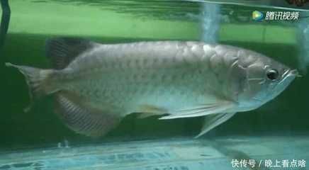 養(yǎng)的金龍魚(yú)死了預(yù)示著什么意思（金龍魚(yú)死亡可能預(yù)示著多種含義，包括風(fēng)水上的擋災(zāi)、破財(cái)消災(zāi)）
