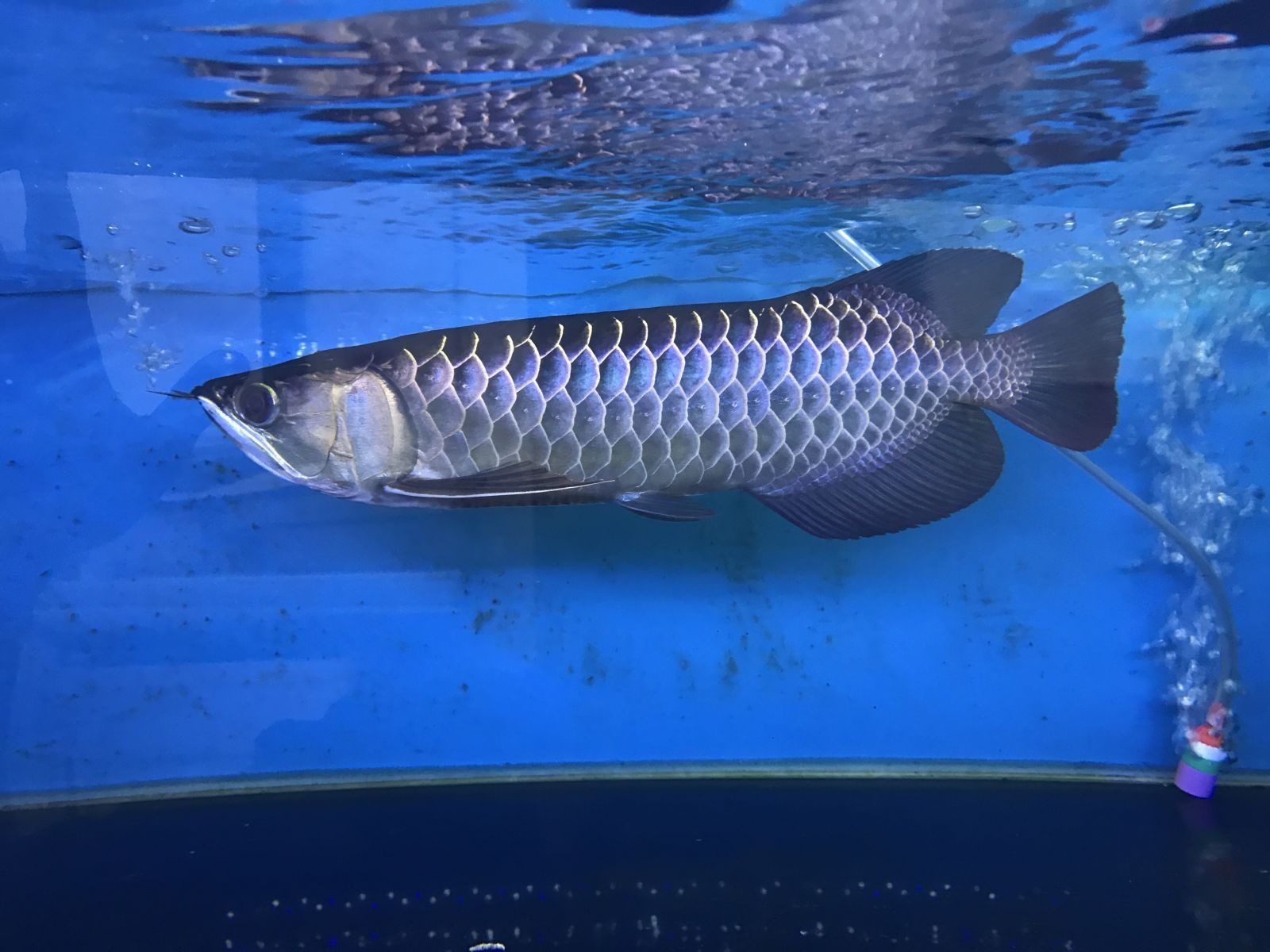 龍魚水溫多少度 貼吧：龍魚水溫調節技巧,不同季節龍魚換水溫差控制,龍魚品種與水溫關系