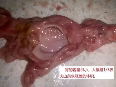 龍魚(yú)喂飼料好消化嗎為什么：龍魚(yú)喂飼料是否好消化