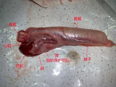 龍魚(yú)喂飼料好消化嗎為什么：龍魚(yú)喂飼料是否好消化