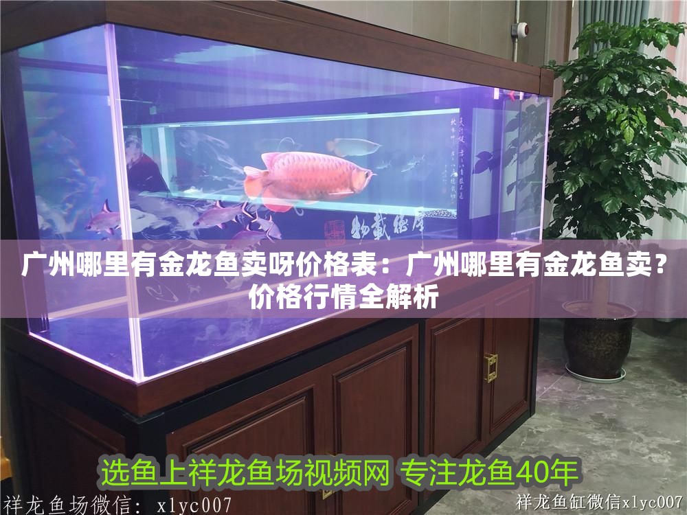 廣州哪里有金龍魚賣呀價格表：廣州哪里有金龍魚賣？價格行情全解析