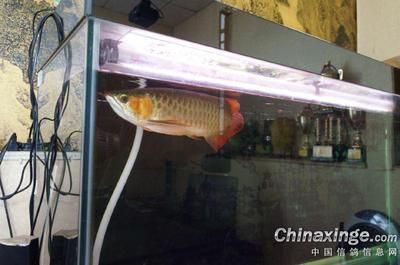辦公室養金龍魚有什么講究嗎女生：辦公室養金龍魚有什么講究