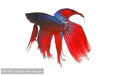 白色金龍魚的樣子怎么畫：白色金龍魚的畫法及染色 白色金龍魚的樣子怎么畫：白色金龍魚的畫法及染色 龍魚百科 第3張