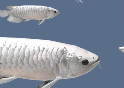 白色金龍魚的樣子怎么畫：白色金龍魚的畫法及染色 白色金龍魚的樣子怎么畫：白色金龍魚的畫法及染色 龍魚百科 第2張
