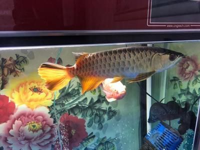 龍魚和飛鳳：龍魚和飛鳳魚混養比例，龍魚飛鳳魚水質管理，龍魚飛鳳魚日常護理