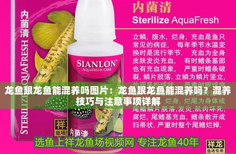 龍魚跟龍魚能混養(yǎng)嗎圖片：龍魚跟龍魚能混養(yǎng)嗎？混養(yǎng)技巧與注意事項(xiàng)詳解