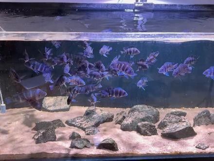龍魚和薩伊藍混養視頻教程大全