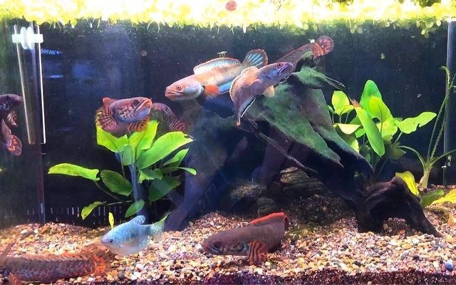 奶茶雷龍可以混養(yǎng)什么魚：奶茶雷龍魚在混養(yǎng)時(shí)應(yīng)選擇體型相近或略大的魚類混養(yǎng)
